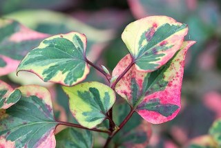 Houttuynia cordata (Vietnam) 