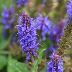 Hyssop (Hyssopus officinalis) 