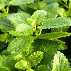 Lemon balm (Melissa officinalis) 