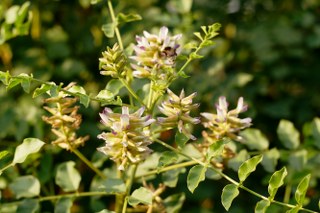 Licorice, liquorice (Glycyrrhiza glabra) 