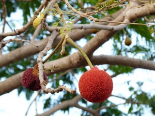 Locust beans (Parkia biglobosa) 