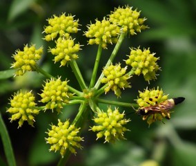 Lovage (Levisticum officinale) 