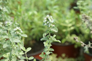 Marjoram (Origanum majorana) 