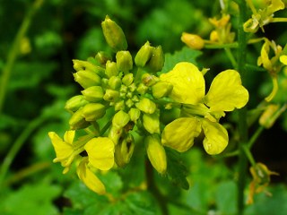 Mustard, white, mustard plant, mustard seed (Sinapis alba) 