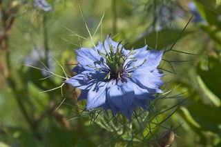 Nigella, kalonji, black caraway, black onion seed (Nigella sativa)