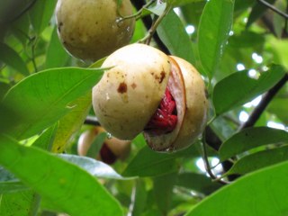 Nutmeg (Myristica fragrans) 