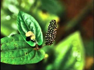 Pepper, long (Piper longum) 