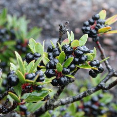 Pepper, mountain, Cornish pepper leaf (Tasmannia lanceolata) 