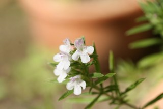 Savory, winter (Satureja montana) 