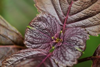 Sesame Seed, Black Sesame Seed Shiso (Perilla frutescens var. crispa leaves) 