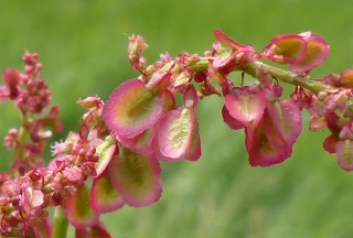 Silphium, silphion, laser, laserpicium, sorado Sorrel (Rumex acetosa) 