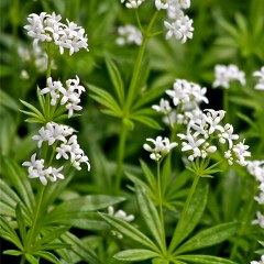 Sweet woodruff (Galium odoratum) 