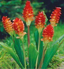 Turmeric (Curcuma longa) 