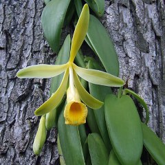 Vanilla (Vanilla planifolia) 