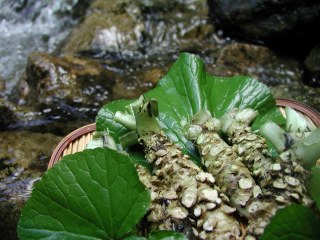 Wasabi (Wasabia japonica) 