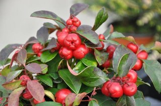 Wintergreen (Gaultheria procumbens) 