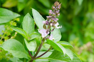 Basil, sweet (Ocimum basilicum) 