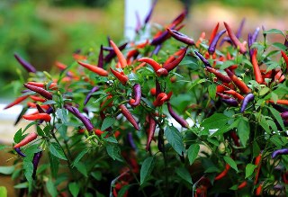 Cayenne pepper (Capsicum annuum) 