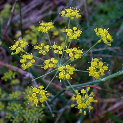 Fennel (Foeniculum vulgare) 