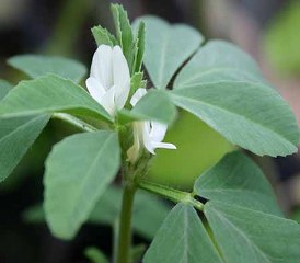 Fenugreek (Trigonella foenum-graecum) 