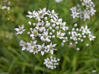 Garlic chives (Allium tuberosum) 