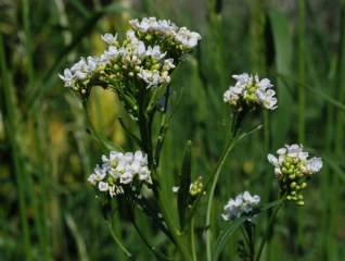 Horseradish (Armoracia rusticana) 