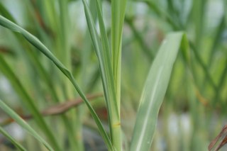 Lemongrass (Cymbopogon citratus, C. flexuosus, and other Cymbopogon spp.) 