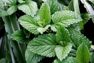 Spearmint (Mentha spicata) 