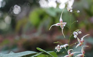 Epimedium sagittatum