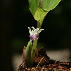 Kaempferia parviflor