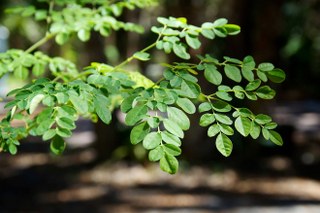 Moringa oleifera