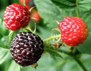 Rubus coreanus