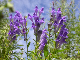 Scutellaria baicalensis