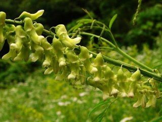 Sophora flavescens