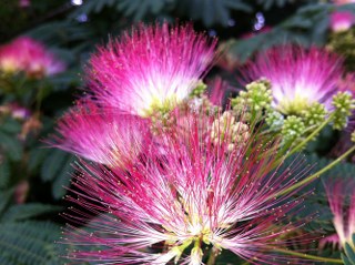 Albizzia Flower (He Huan Hua)