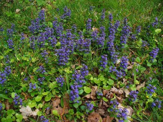 Ajuga Turkestanica