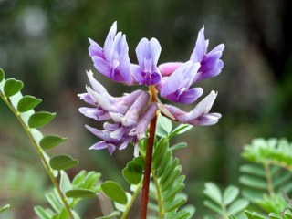 AstragaluS membranaceus