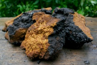 Chaga