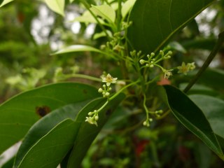 Cinnamomum Parthenoxylon