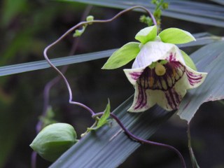 Codonopsis Lanceolata