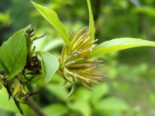 Eucommia Bark 