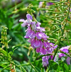 Galega Officinalis