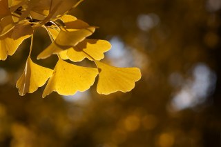 Ginkgo Leaf 