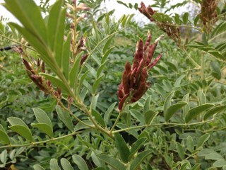 Licorice Root (Glycyrrhiza Glabra)