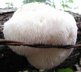 Lion’s Main Mushroom