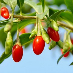 Lycium Fruit (Goji)