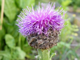 Maral root (Rhaponticum carthamoides)