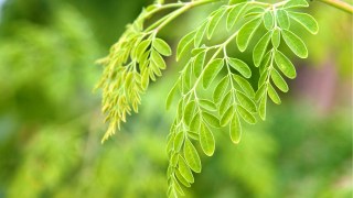 Moringa (Moringa Oleifera)