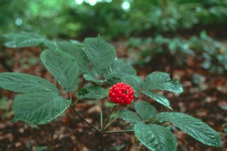 Panax Pseudoginseng Root