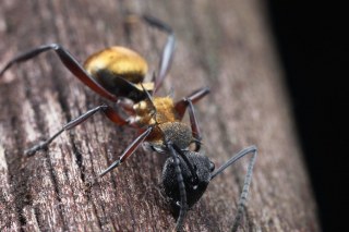 Polyrhachis